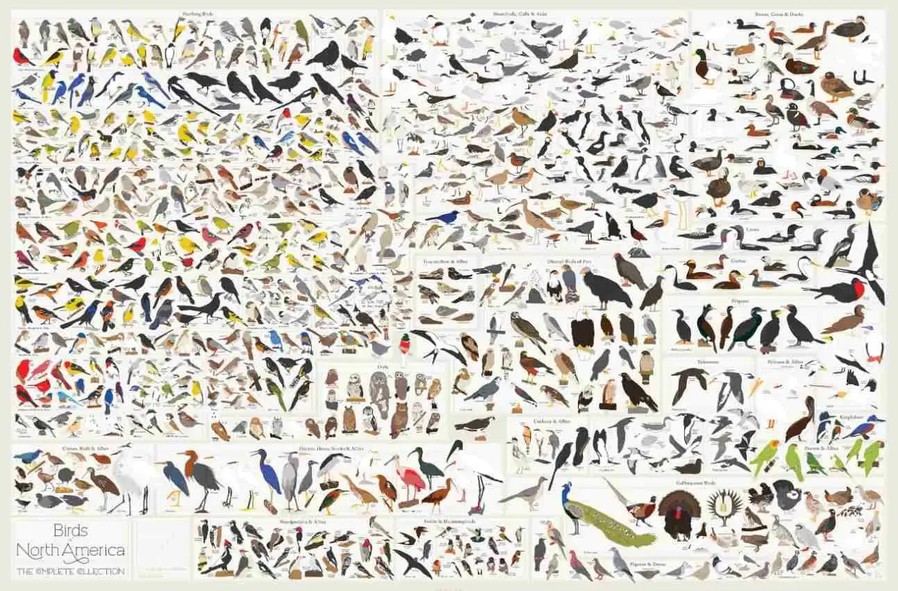 Birds of North America Poster