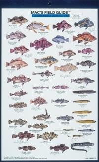 Mac's Field Guide to Northwest Coastal Fish