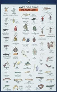 Mac's Field Guide to Northwest Garden Bugs