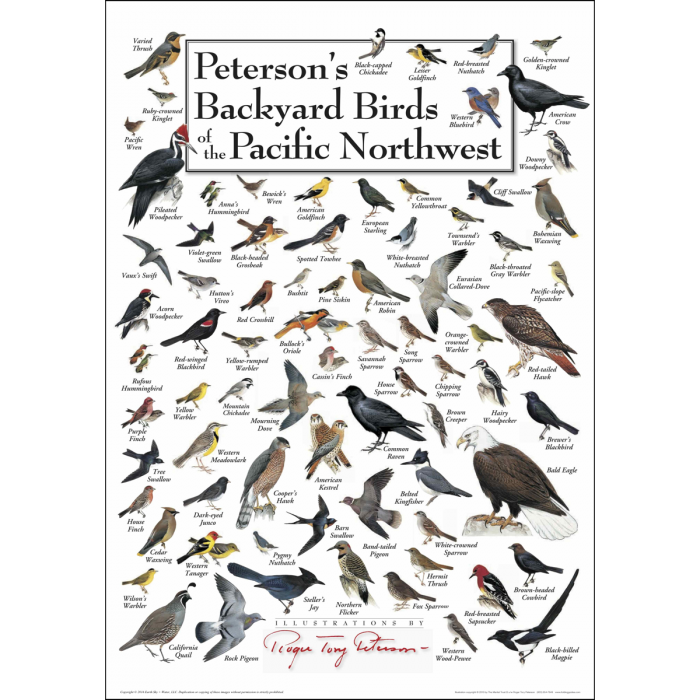 Backyard Birds of the PNW popster