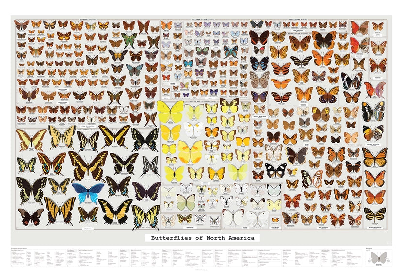 Butterflies of North America Poster