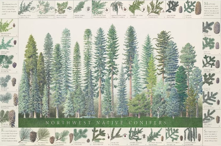 Northwest Conifers Poster