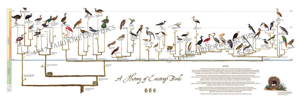 History of Exisiting Birds Timeline Poster with watermark