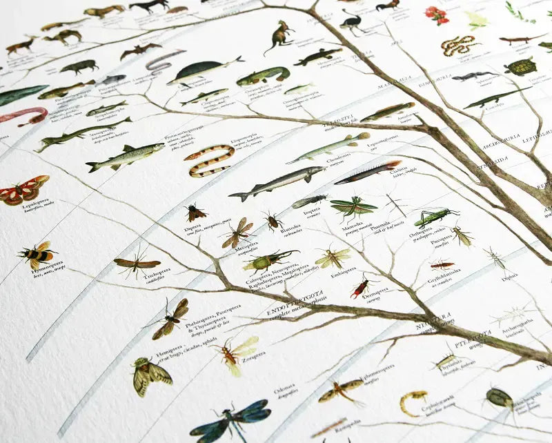 History of Existing Life Timeline Poster with zoom on bugs