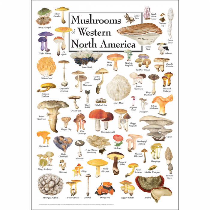 Mushrooms of Western NA poster