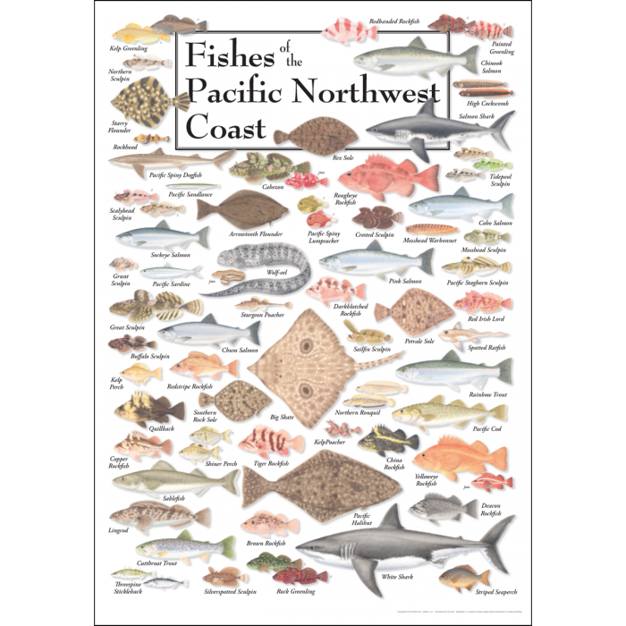 Fishes of the Pacific Northwest Coast Poster