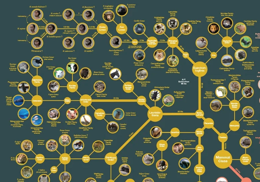 Evolutionary Tree of Life Reference Poster - Detail