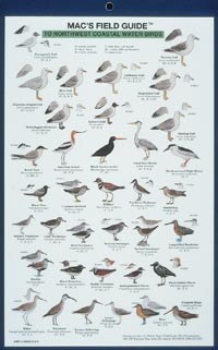 Mac's Field Guide to Northwest Coastal Waterbirds