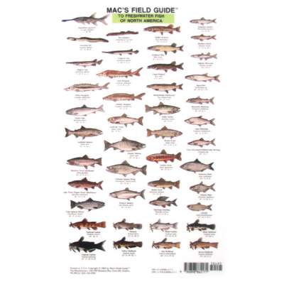 Mac's Field Guide to Freshwater Fish of North America