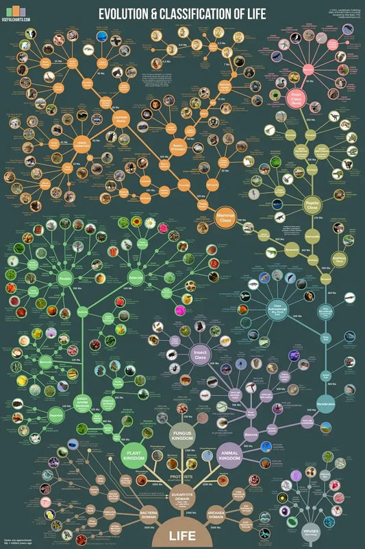 Evolution & Classification of Life Chart