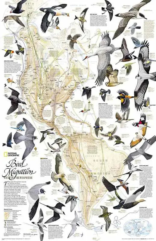 Bird Migration Western Hemisphere Wall Map
