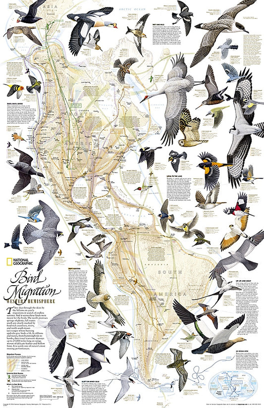 Bird Migration of the Western Hemisphere Wall Map by National Geographic