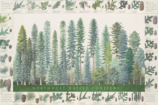 Northwest Conifers Poster