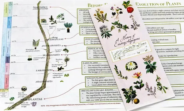 History of Angiosperms Flower Poster Example Zoom with Pamphlet