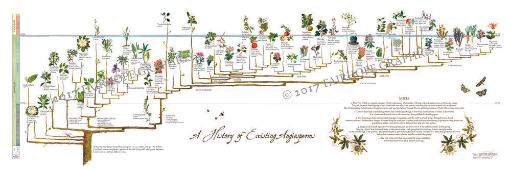 History of Angiosperms Flowers Timeline Poster with watermark