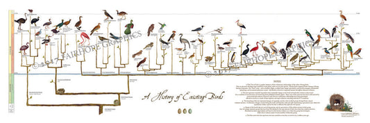 History of Exisiting Birds Timeline Poster with watermark