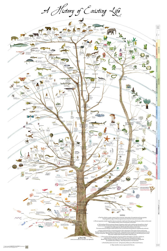 History of Exisiting Life Timeline Poster with tree and evolutionary branches