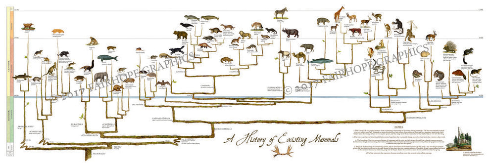 A History of Existing Mammals Poster – Metsker Maps