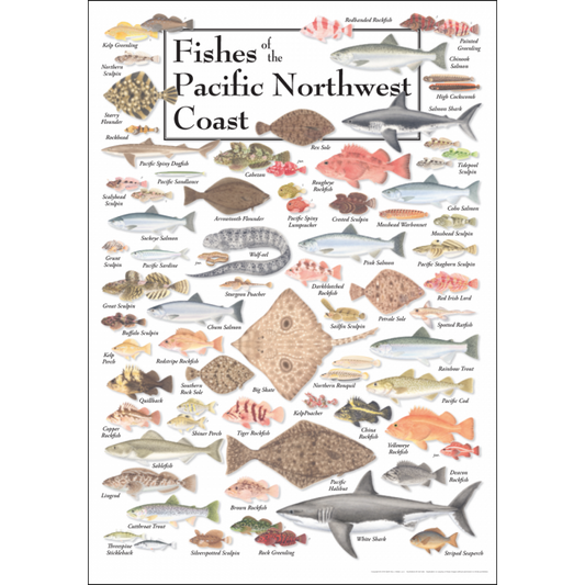 Fishes of the Pacific Northwest Coast Poster