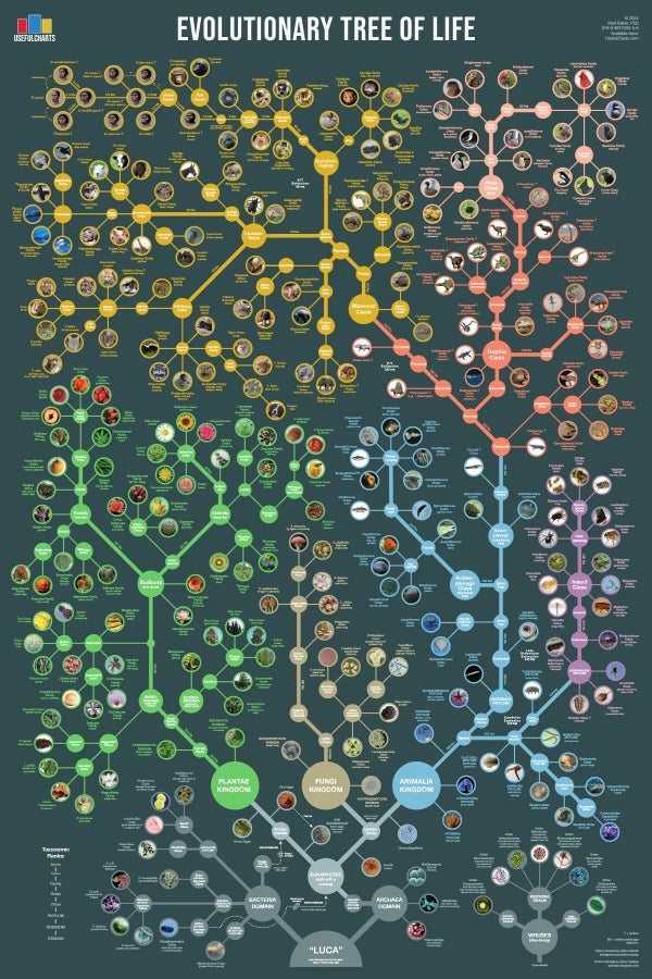 Evolutionary Tree of Life Reference Poster