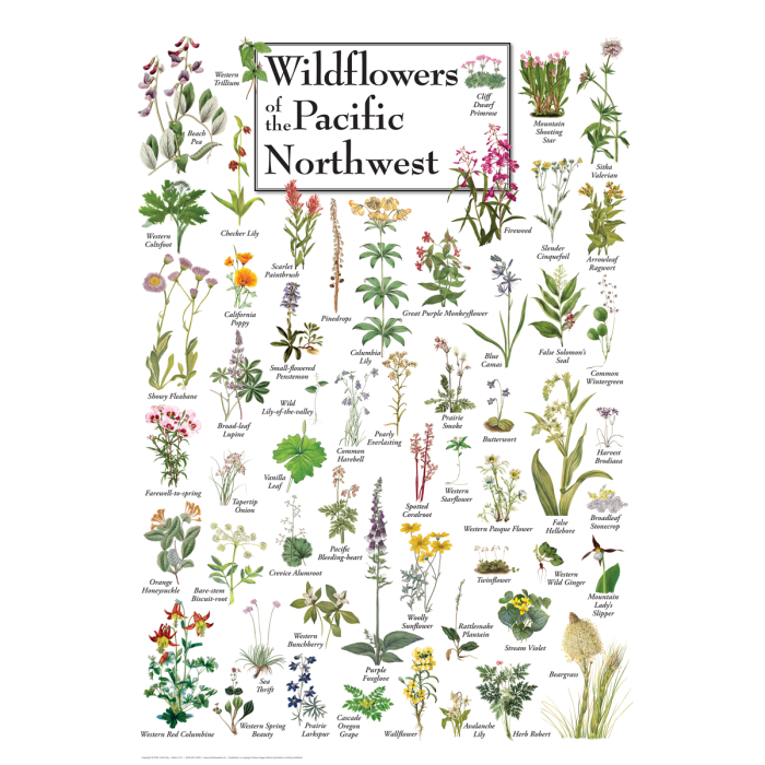 Wildflowers poster