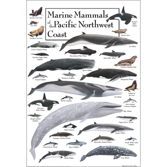 marine mammals of the Pacific NW